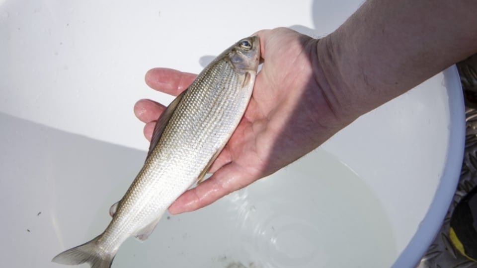 Fischesterben: Im August 2018 starben im Rhein unzählige Fische infolge der Hitzewelle.