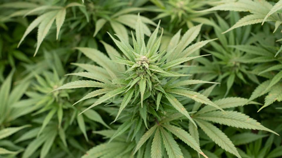 Cannabispflanze.