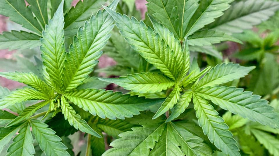 Cannabis-Pflanze in einem privaten Garten angebaut.