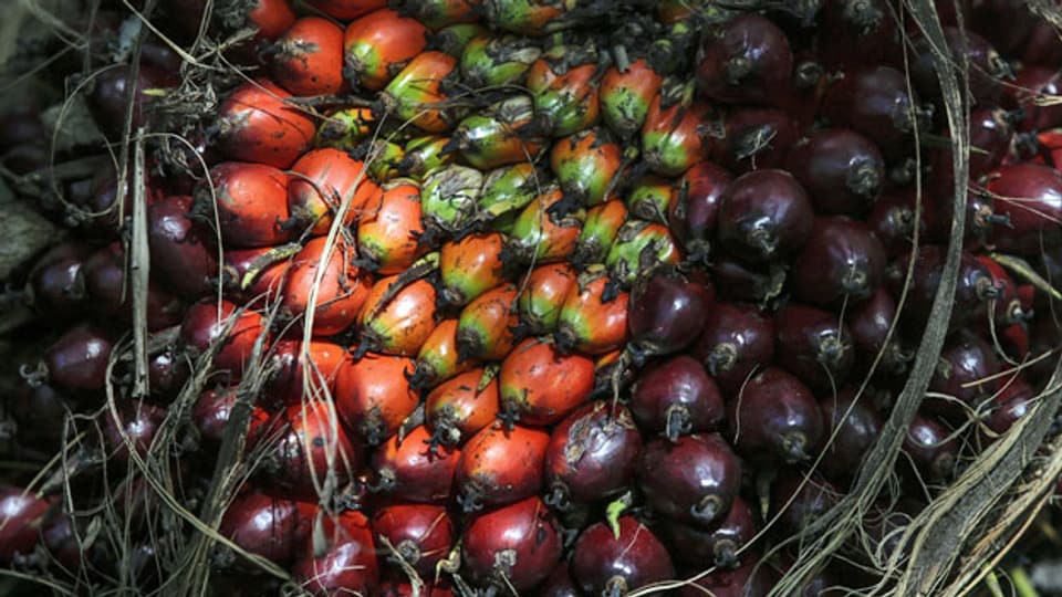 Palmölfrüchte in Muar, Malaysia. Indonesien und Malaysia sind die weltweit größten Produzenten von Palmöl aus Palmenfrüchten.