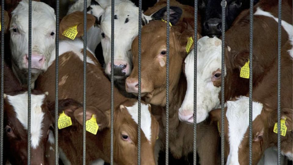 Junge Rinder im Stall.  Der Anteil von Treibhausgasen aus der Nahrungsmittelproduktion ist sehr gross.