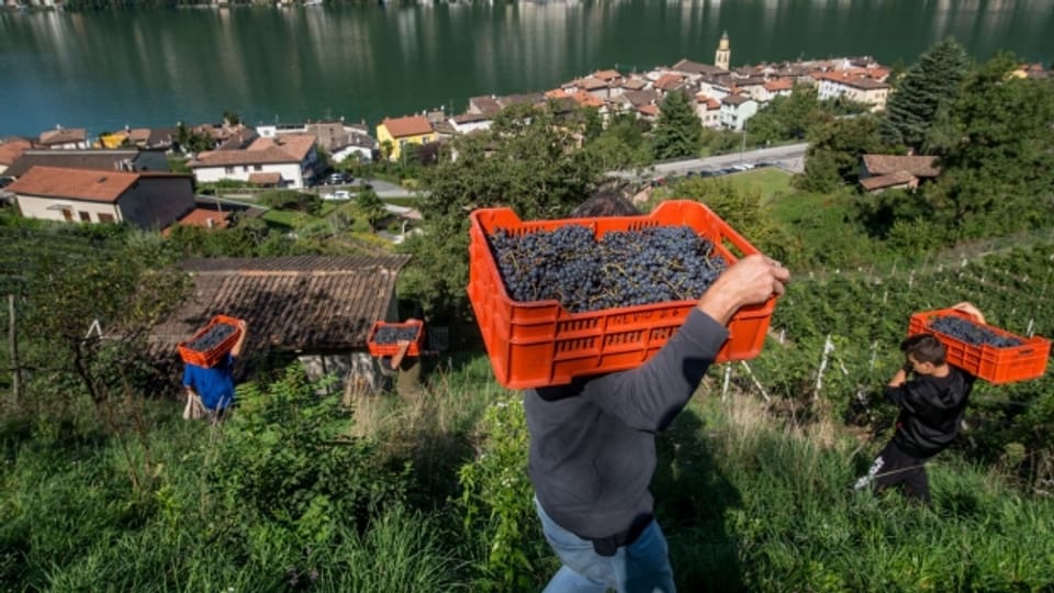 Tessiner Weinproduzenten schlagen Alarm: Es wird zu wenig Wein getrunken.