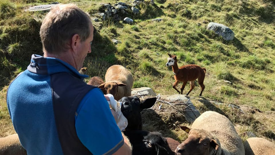 Der Älpler Markus Bonetti, seine Schafe und das Alpaka „Leo“, das einen GPS-Sender trägt.