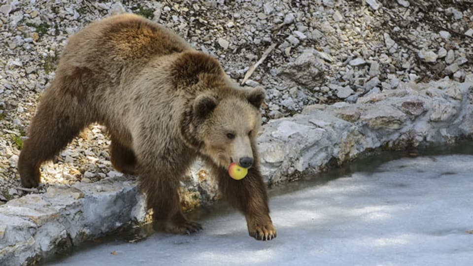 Ein Bär im Bärenpark in Bern.