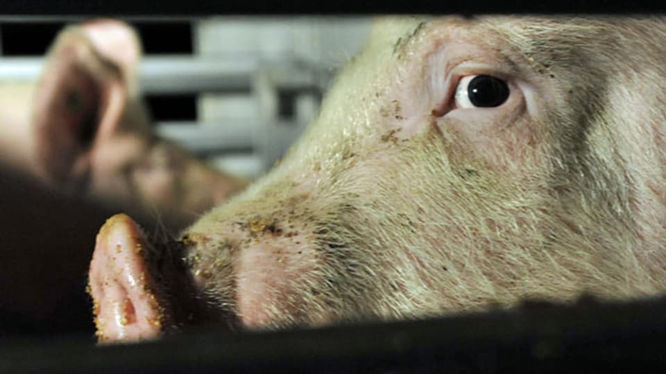 Schwein im Viehtransporter auf dem Weg zum Schlachthof.
