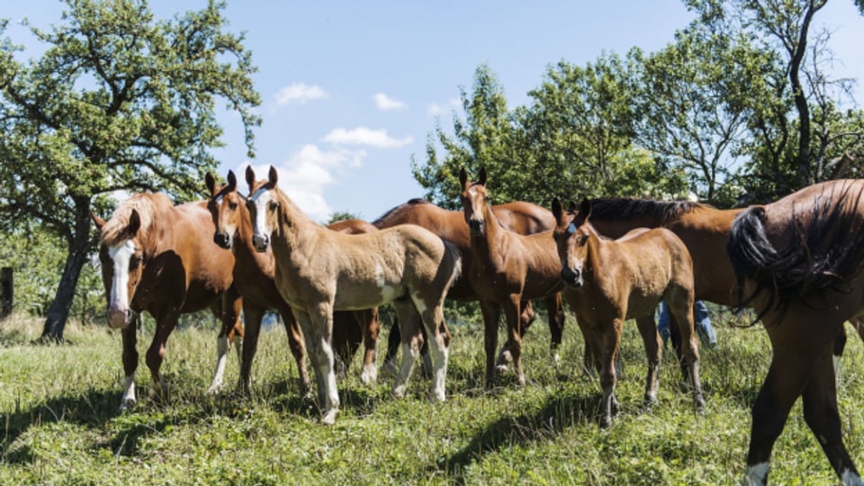 Auf der Suche nach der Liebe des Lebens - zu einem Pferd? Die spezielle Aktion des Schweizerischen Freiberger-Verbands in Avenches.