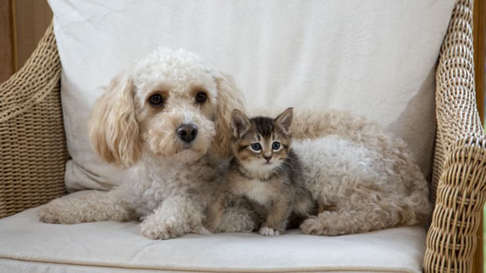 Symbolbild. Hund und Katze sitzen gemütlich beisammen.
