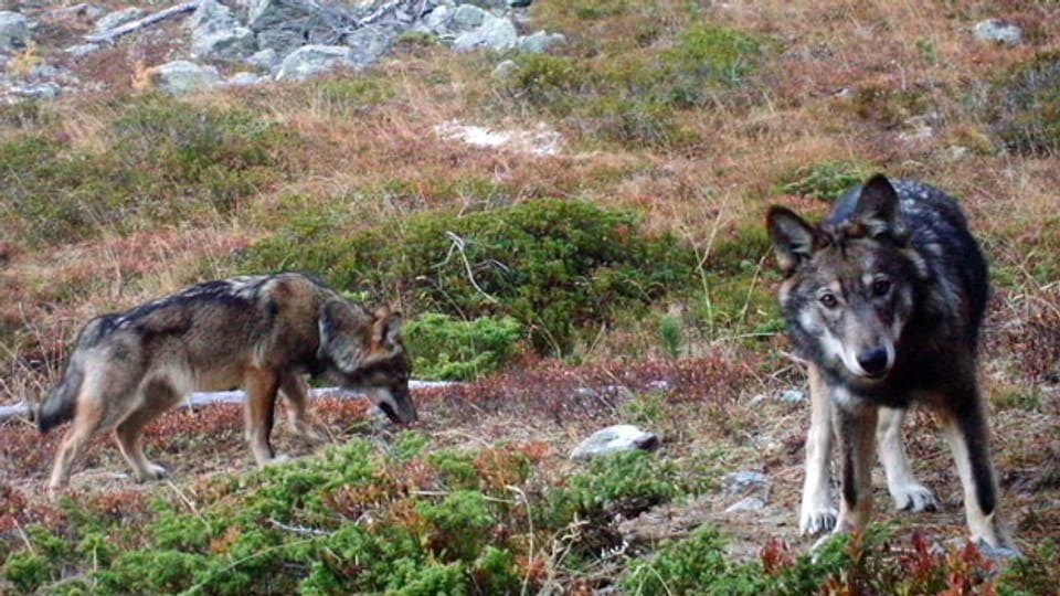 Zwei Wölfe im Oberwallis, aufgenommen im November 2016 durch eine Fotofalle der Gruppe Wolf Schweiz.