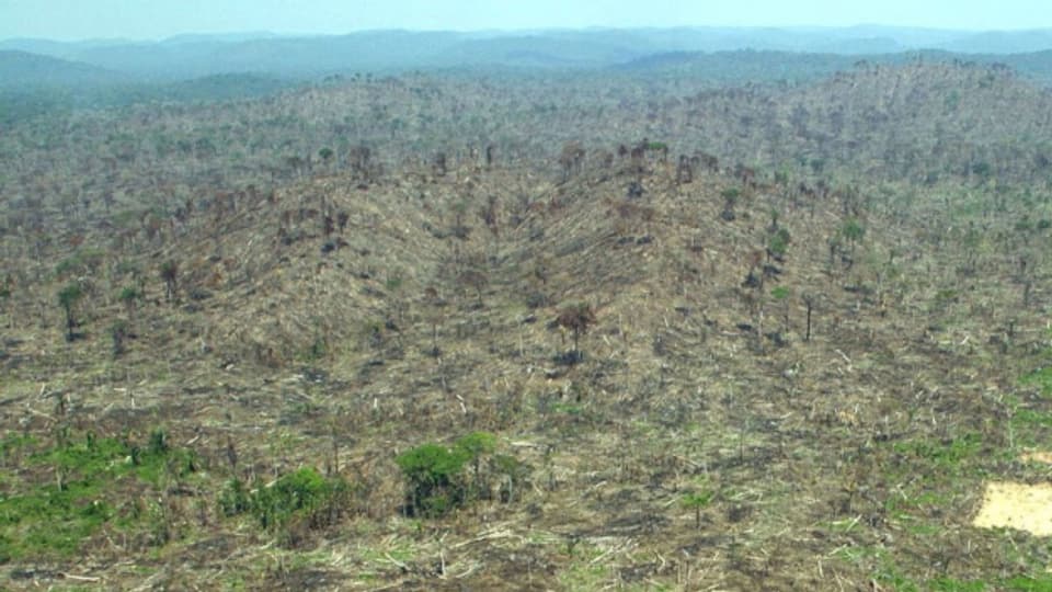 Brasilianische Industrie wehrt sich gegen illegales Abholzen.