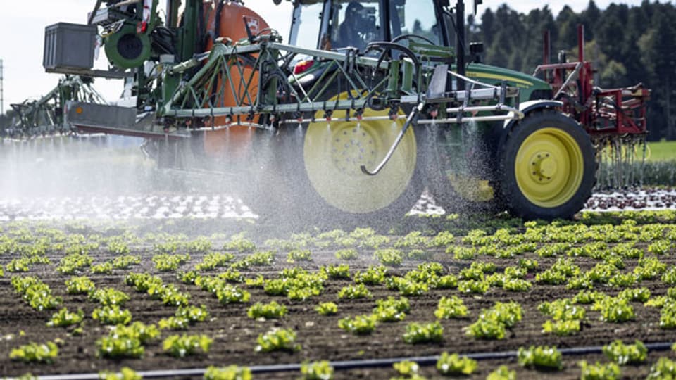Ein Traktor bringt auf einem Salatfeld Pflanzenschutzmittel aus. Aufnahme vom September 2019.
