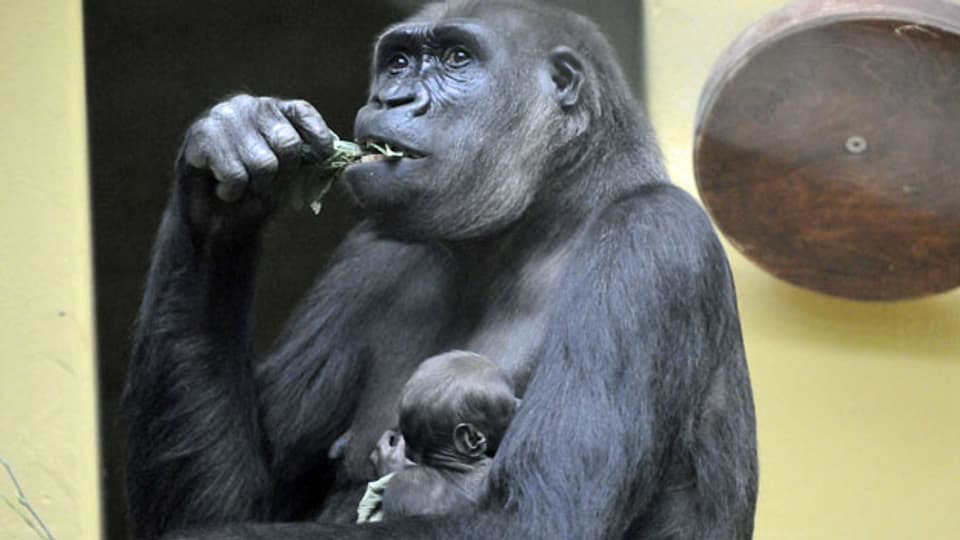 Gorilla mit Baby im Zoo Zürich.