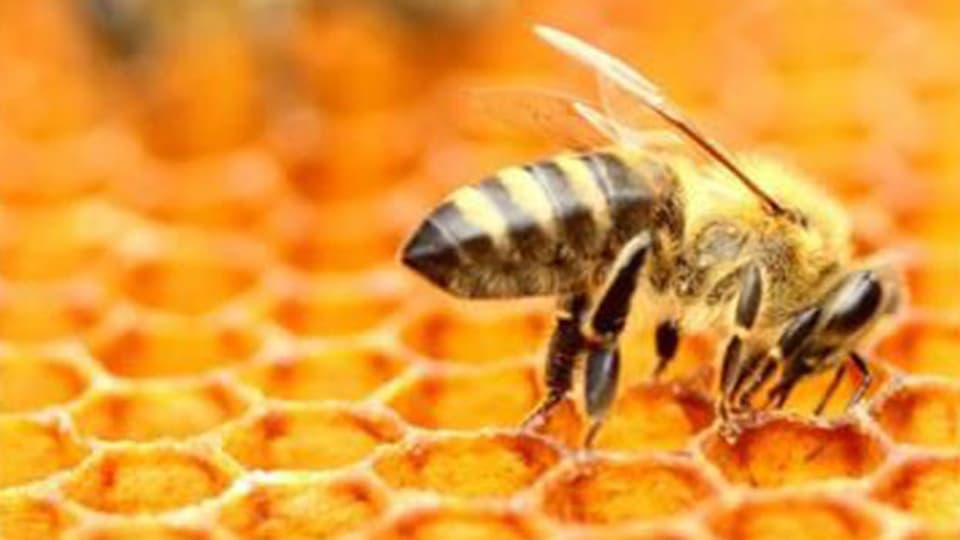 Jungunternehmen Vatorex, das sich der Gesundheit der Bienen verschrieben hat.