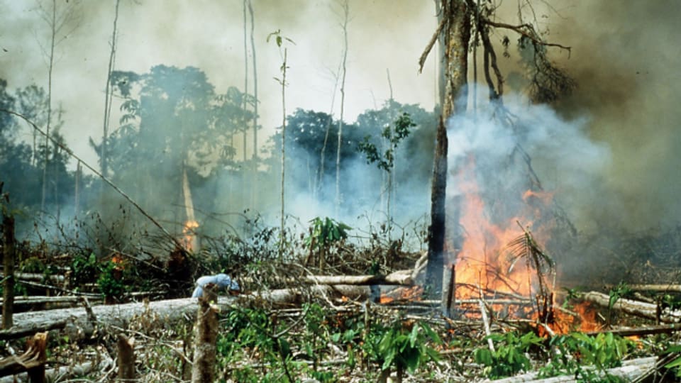 Kolumbien: 65 ermordete Umweltschützende im Jahr 2020.