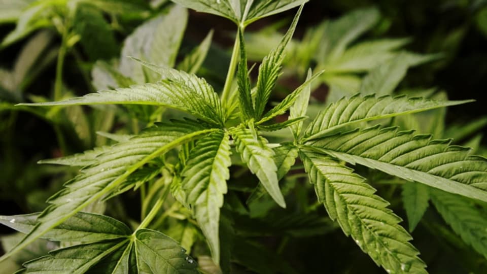 In der Schweiz wird die Legalisierung von Cannabis wahrscheinlicher.