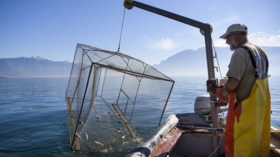 Symbolbild. Ein Fischer auf dem Genfersee.