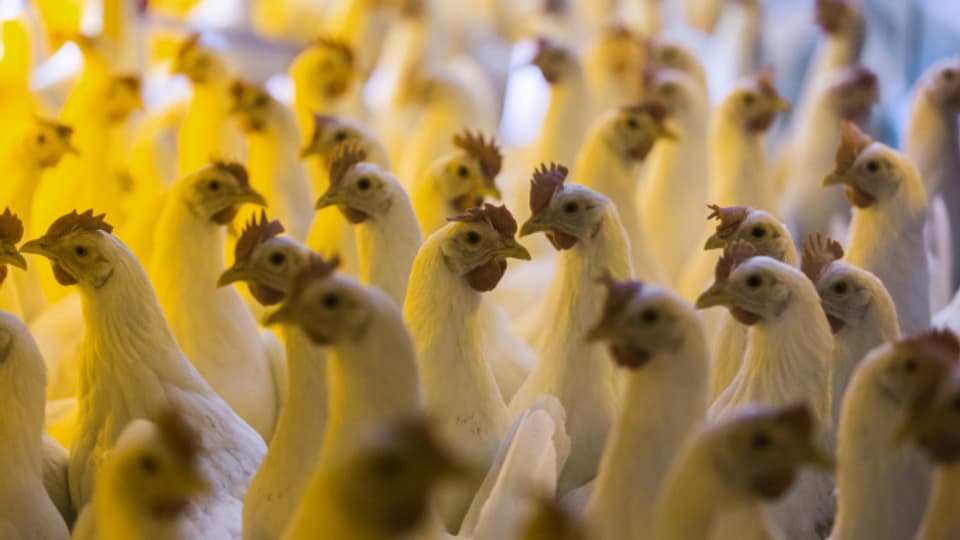 Bis zu 18'000 Hühner dürfen in der Schweiz in einem Stall gehalten werden.