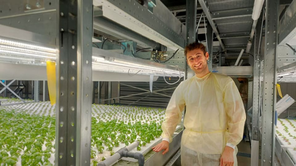 Mark Zahran in der Vertical Farm in Niederhasli bei Zürich. Hier wird in einer grossen Industriehalle Basilikum angebaut.