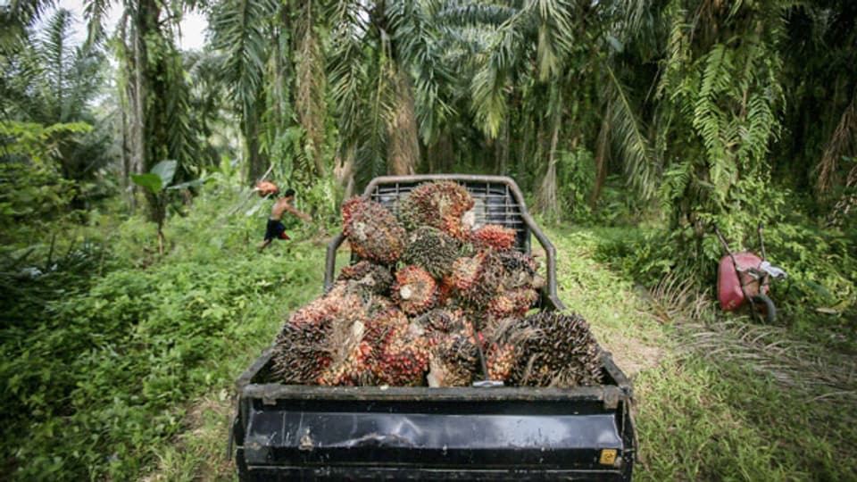 Abbau von Palmöl-Früchten in Indonesien.