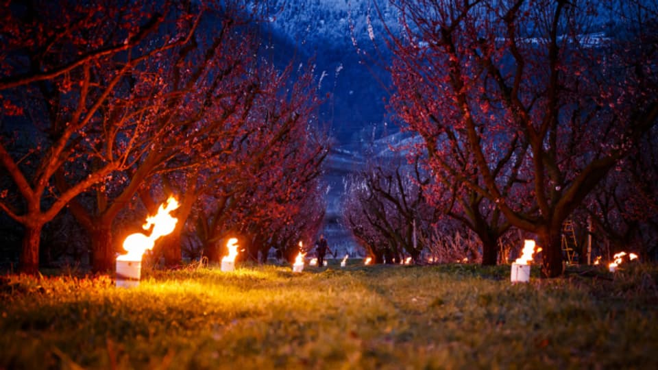Mit Feuer werden Aprikosenbäume vor dem Frost geschützt.