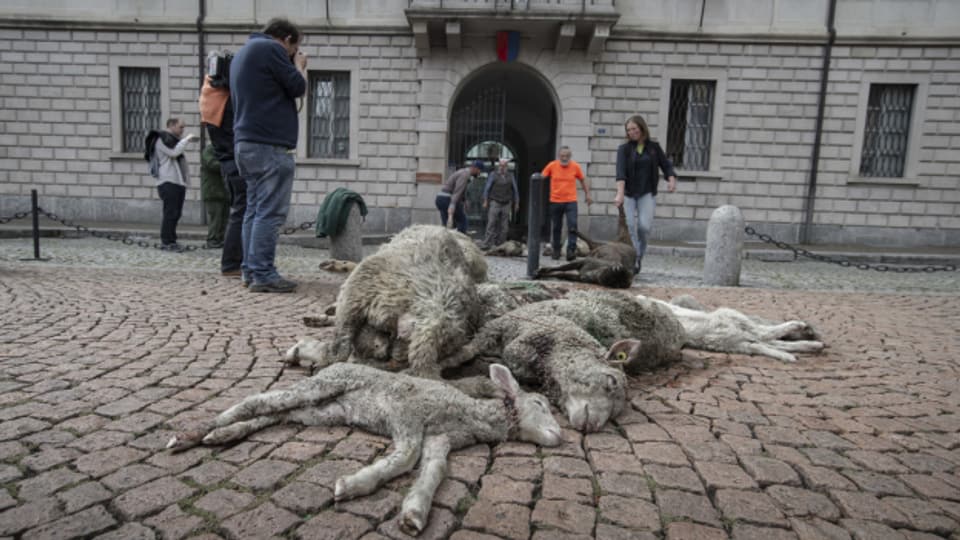 Bellinzona: tote Schafe vor dem Regierungsgebäude