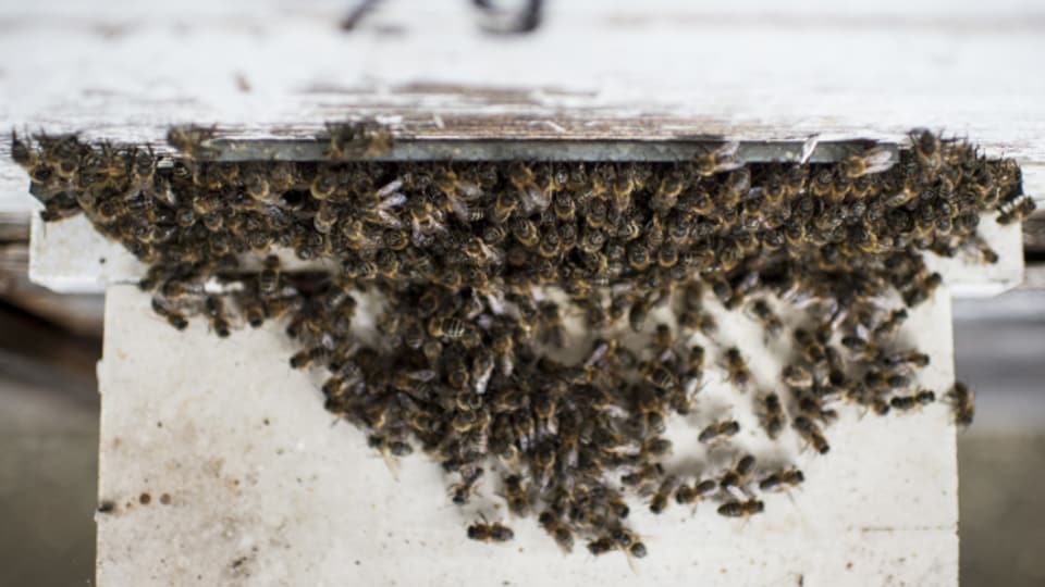  Sterben Bestäuber-Insekten wie die Bienen aus, bekommen dies auch wir Menschen zu spüren.