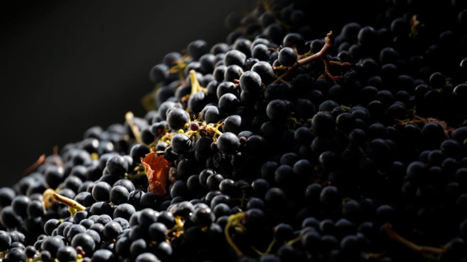 In der Nähe von Bordeaux werden dunkle Trauben von den Weinstöcken geerntet.