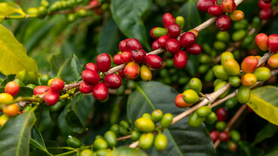 Kaffeepflanze voll mit Kaffeebeeren.
