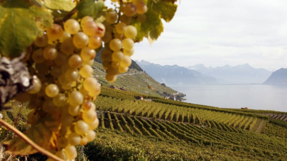 Blick auf einen Weinberg.
