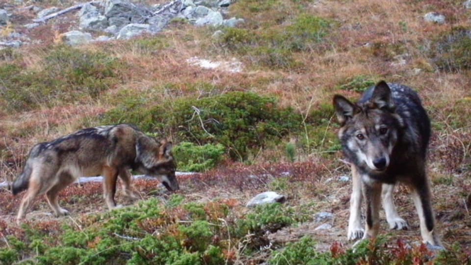 Die Wölfe im Wallis dürfen noch bis Ende Januar gejagt werden.