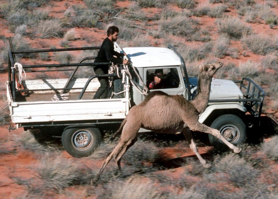 Kamele in Australien werden gejagt und abgeschossen.