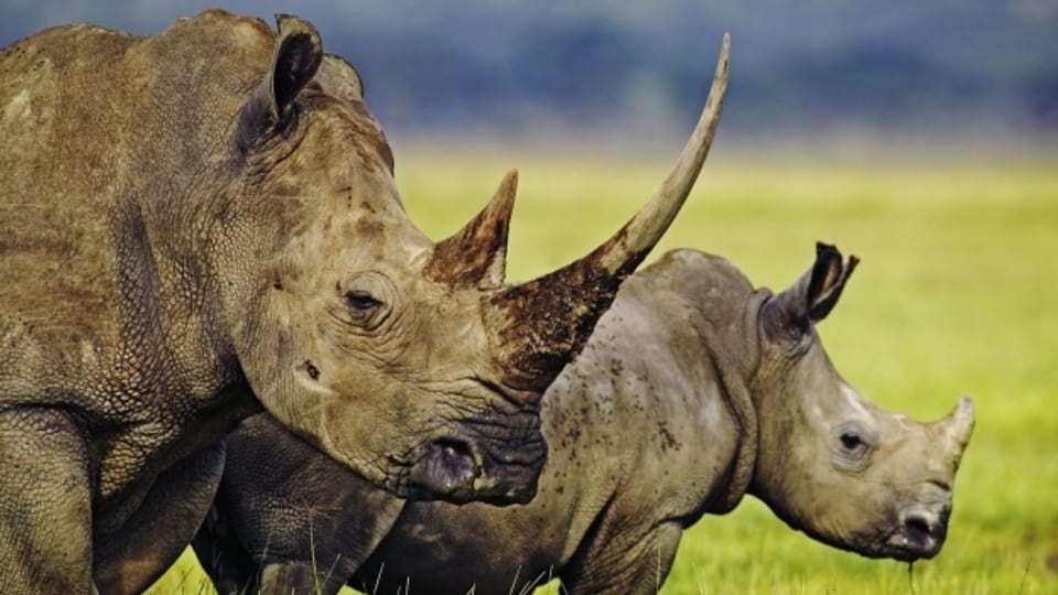 Beim Schutz bedrohter Tierarten soll es zu schweren Menschenrechtsverletzungen gekommen sein - begangen durch kriminelle Wildhüter im Auftrag des WWFs.