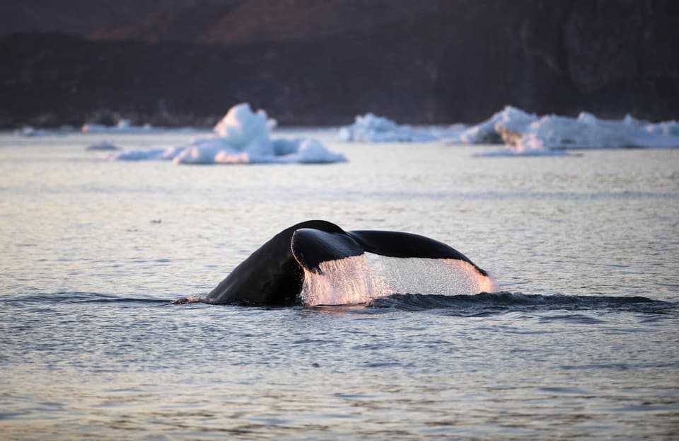 Das Eis in der Arktis schmilzt schneller wegen den hohen Temperaturen. Das bedroht den Lebensraum der dort lebenden Tiere.