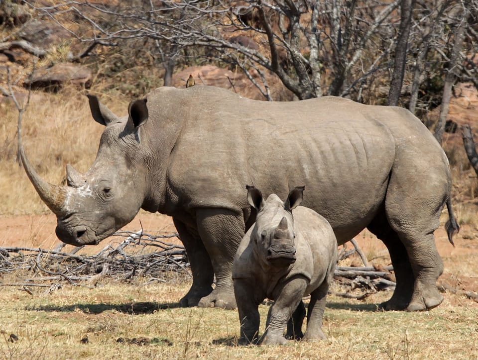 Das Nashorn gehört immer noch zu den bedrohten Arten, der Handel mit den Hörnern bleibt verboten.