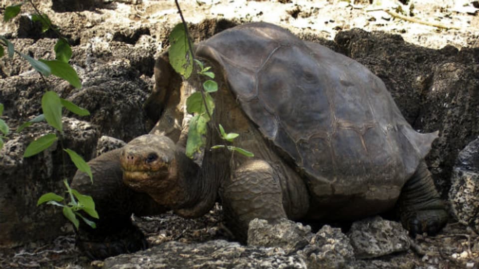 Lonesome George auf den Galapagos Inseln