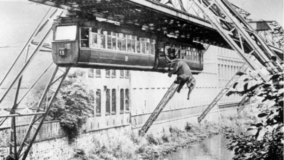 Wuppertal, 1950: Ein Elefant verlässt die Schwebebahn.