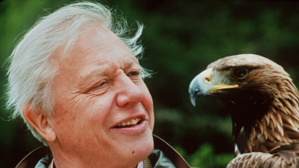 In seinem Element: David Attenborough mit einem Adler