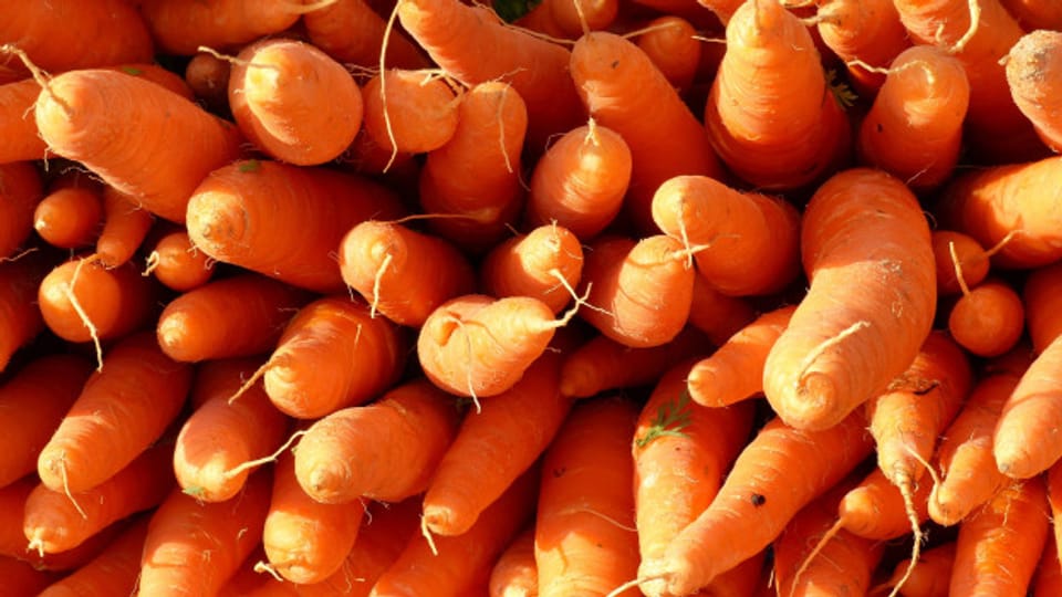 Nobelpreis dank Rüebli: Karrer entdeckte, dass der Karottenfarbstoff Beta-Carotin in Vitamin A umgewandelt wird