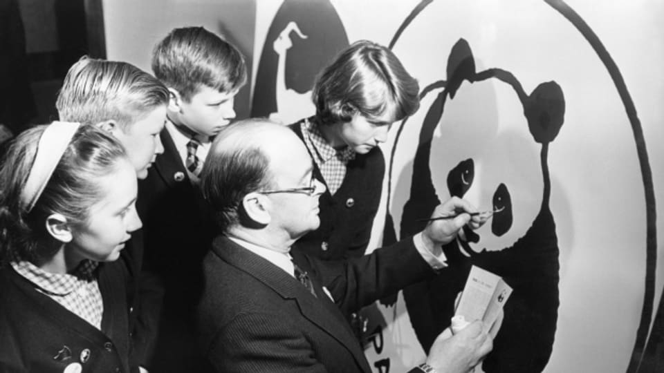 Der Gründer des WWF, Peter Scott, malt am 22. Mai 1963 an der Gründung der Jugendorganisation Panda Club den letzten Pinselstrich des Logos