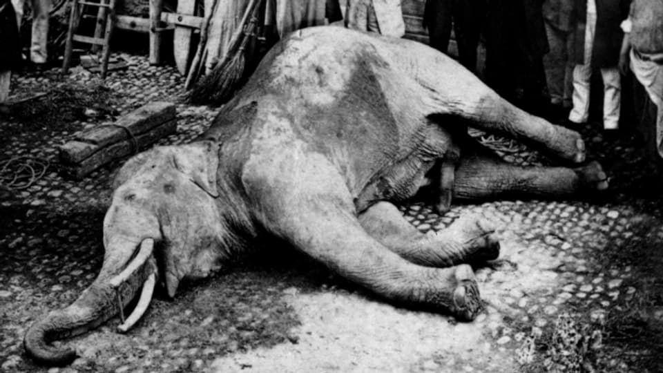 Der Elefant von Murten wurde mit einer Kanonenkugel erschossen
