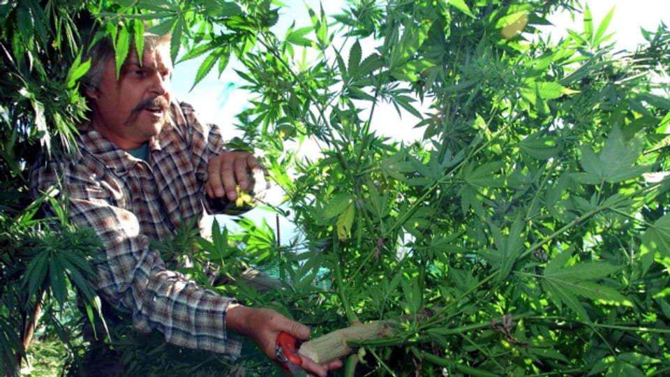 Bernard Rappaz bei einem Besuch einer seiner Cannabisplantage.