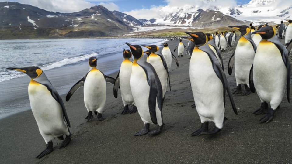 Rund 60 Millionen Pinguine gibt es auf der Welt.