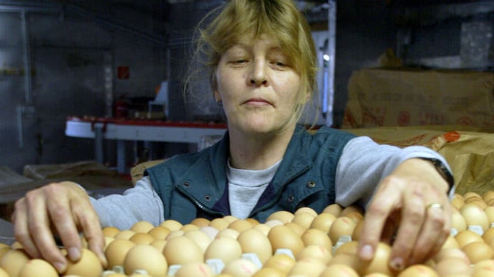 Eier-Kontrolle vor der Auslieferung auf dem Bio-Geflügelhof Eskildsen im deutschen Deersheim.