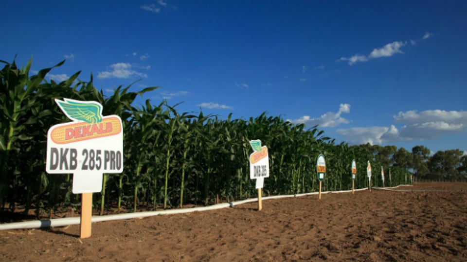 Eine Samensorte des Biotech-Unternehmens Monsanto: Dekalb Mais.