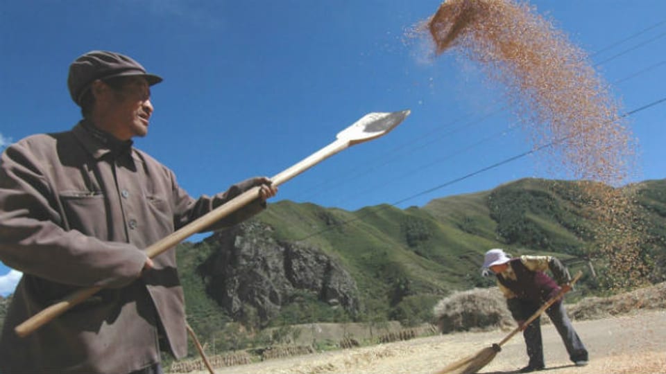 Bauern im Nordwesten Chinas bei der Ernte 2004.