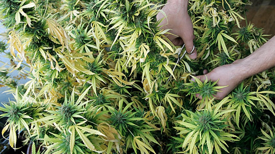 : Cannabis: Sowohl Anbau als auch Verkauf und Konsum sind ; trotzdem funktioniert der Handel.  Wo Nachfrage ist, gibt es immer ein Angebot - ob illegal oder nicht.