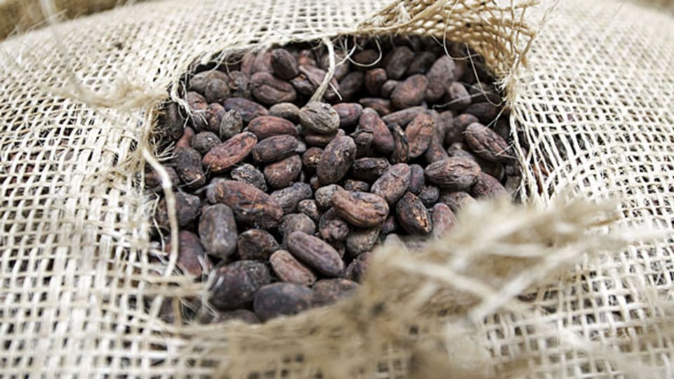 Es wird nicht genug Kakao produziert; zumindest nicht genug, um den wachsenden globalen Appetit zu befriedigen.