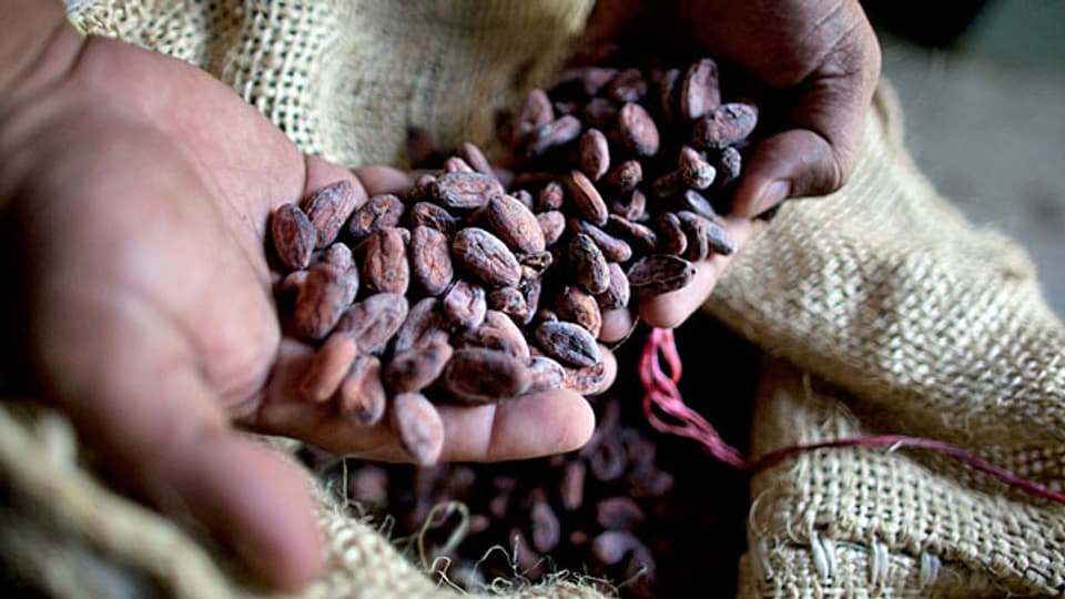 Immer mehr Kleinbauern holzen ihre Kakao-Bäume ab, weil sich die Produktion für sie nicht lohnt.