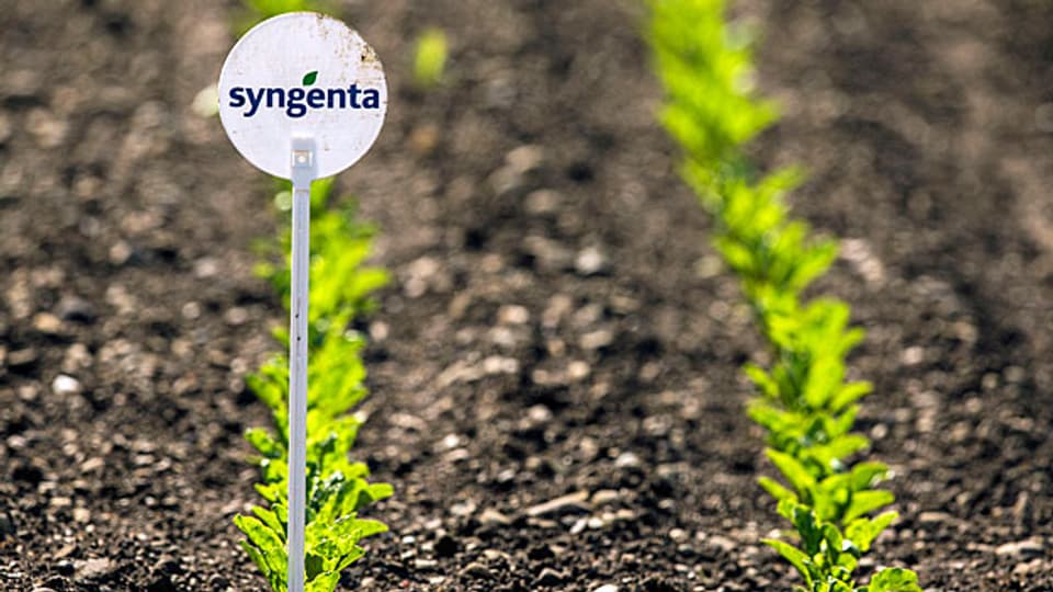 Es ist absehbar, dass die Wachstumsschwäche von Syngenta noch eine Weile anhalten wird: Die Währungen bleiben volatil, die Preise für Mais und Weizen wohl noch eine Weile tief. Anlegerinnen und Anleger werden noch länger auf bessere Zeiten warten müssen.