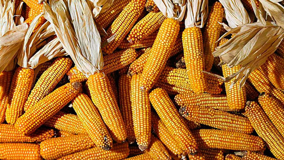 Als der Rohölpreis auf Rekordstand war, war das für viele Bauern ziemlich attraktiv: In den USA etwa landete zeitweise bis zu 40 Prozent der Maisernte im Tank statt auf dem Teller.
