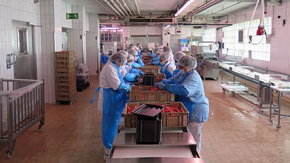 Zwei- bis dreihunderttausend Chinoise-Schalen werden zwischen Oktober und Ende Dezember bei Meinen geschnitten, 100 bis 150 Tonnen Fleisch pro Weihnachtssaison. Rund 40 der 250 Angestellten bei Meinen sind drei Monate lang mit fast nichts anderem beschäftigt.